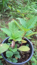 phytolaca.jpg