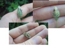 brachy+inflorescence2.jpg