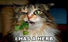 lolcat.jpg