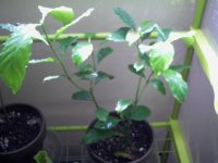 IMAG0102.JPG