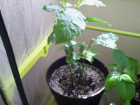 IMAG0107.JPG