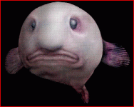 ugly+fish.GIF