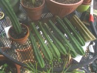 cacti1.jpg