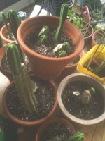 cacti.jpg