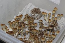 First+Flush.JPG