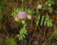Mimosa_microphylla_plant.jpg