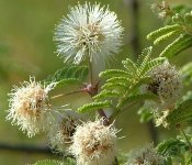 Mimosa+aculeaticarpa+biuncifera+infl+det+13June07+859a+750x.jpg