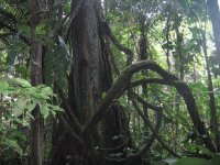 boa+ayahuasca.jpg