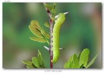 4_Phoebis_a_agarithe_middle_instar_larva_on_Acacia_rigidula_USA_TEXAS_Starr_Co_Falcon_Heights_...JPG