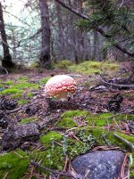 IMG_1379.jpg