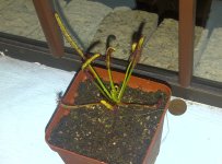 D+Capensis+.jpg