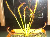 D+Capensis+2.jpg
