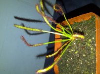 D+Capensis+3.jpg