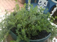 IMG-20130928-00200.jpg