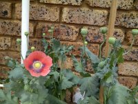 IMG-20130919-00183.jpg