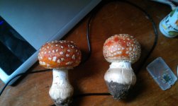 IMAG0581.jpg
