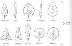 botany-dictionary-43.jpg