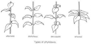 botany-dictionary-53.jpg