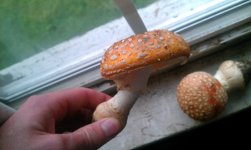 IMAG0582.jpg