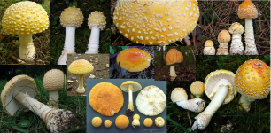 amanita+formosa.png
