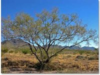 Whitethorn-Acacia-shrub.jpg