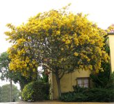 tree(flowering).jpg