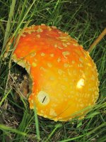 IMG_4798.JPG