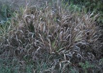 IMG_8485.JPG
