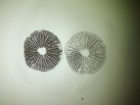 IMG-20131030-00334.jpg
