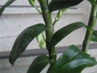 DSCF4603.JPG
