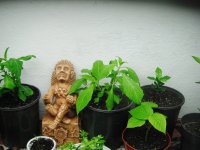 indo+garden+005.JPG