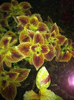 coleus.jpg