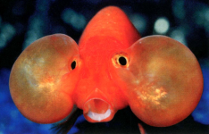 What-bubble-eye-goldfish-33059950-897-575.png