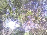 longifolia%3Amucroo.jpg