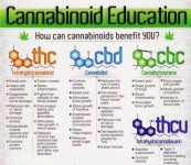 How+can+cannabinoids+benefit+you.jpg