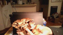 1527109_10202101901782885_1863488079_n.jpg