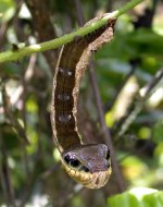 Hemeroplanes-Triptolemus-une-chenille-qui-ressemble-a-un-serpent-photo-02.jpg