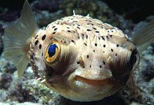 pufferfish.jpg