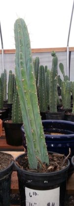 TBridgesii-1.JPG