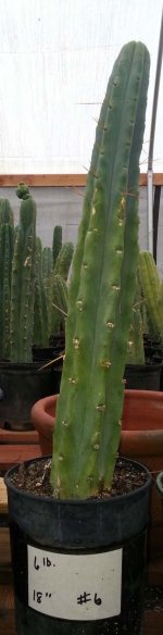 TBridgesii-2.JPG