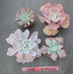 Jiimz-Echeveria.JPG