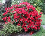 Red-Rhododendron-Flower.jpg