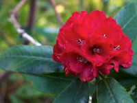 Rhododendron_02.jpg