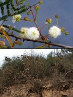 Acacia_riparia.jpg