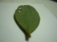 IMG_1237.JPG