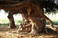 very+old+Babul+tree.jpg