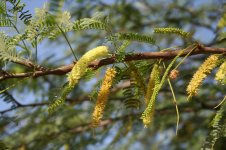 prosopis_juliflora_ms_10159_1299_ab2439.jpg