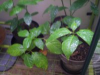 IMAG0096.JPG