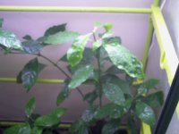 IMAG0098.JPG