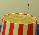 acuminata(narrow)-sprout1.jpg